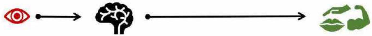 Zintuig - hersenen - ledematen: waarnemen, verwerken en uitvoeren in ons lichaam.